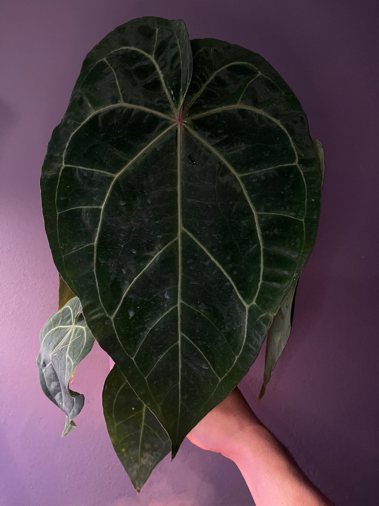 Anthurium dressleri × (‘Zara’ × ‘Michelle’)