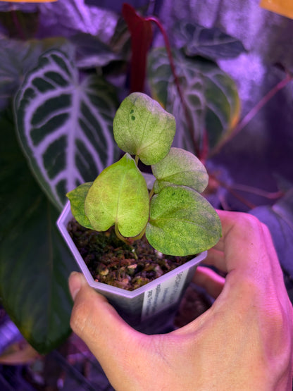 Anthurium papillilaminum ‘Dark’ × ‘Fort Sherman’ mint variegata