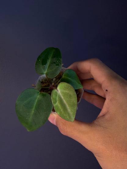 Anthurium carlablackiae (TS3 × magic 2)