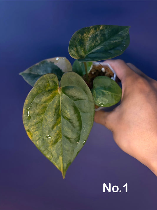 Anthurium papillilaminum var. × luxurians