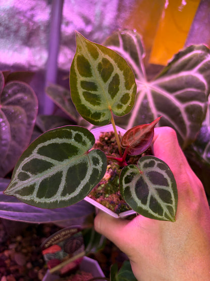 Anthurium ‘Red Tiger’