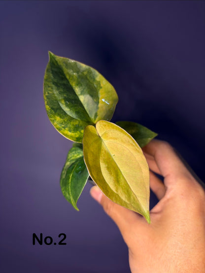 Anthurium papillilaminum var. × luxurians