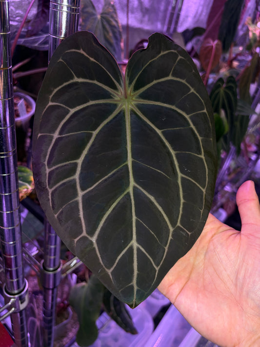 Anthurium carlablackiae #6 × #10