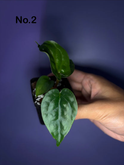 Anthurium luxurians × papillilaminum ‘Ralph Lynam’ S1