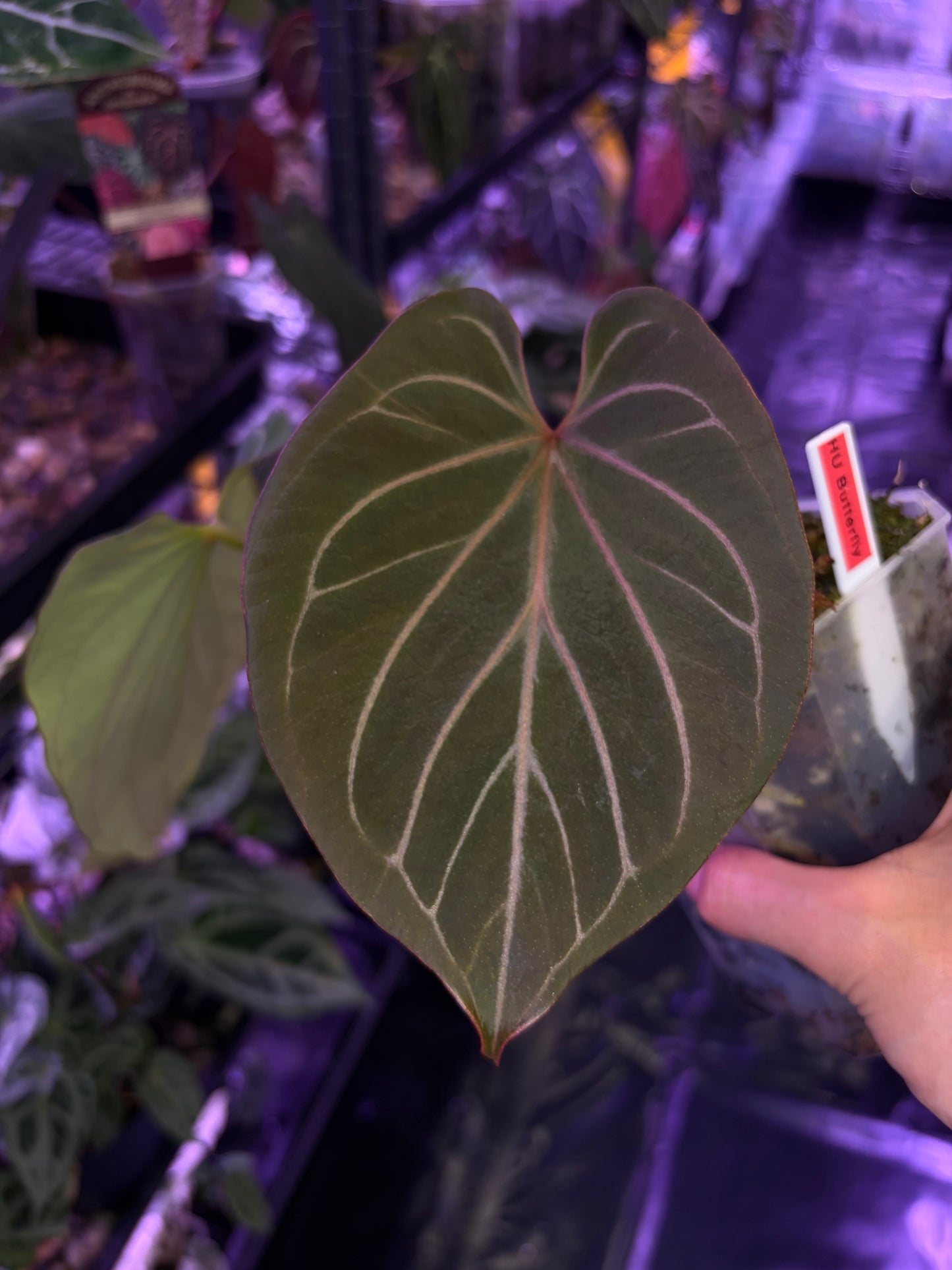 Anthurium King of Spades (HU) 'butterfly’ #3