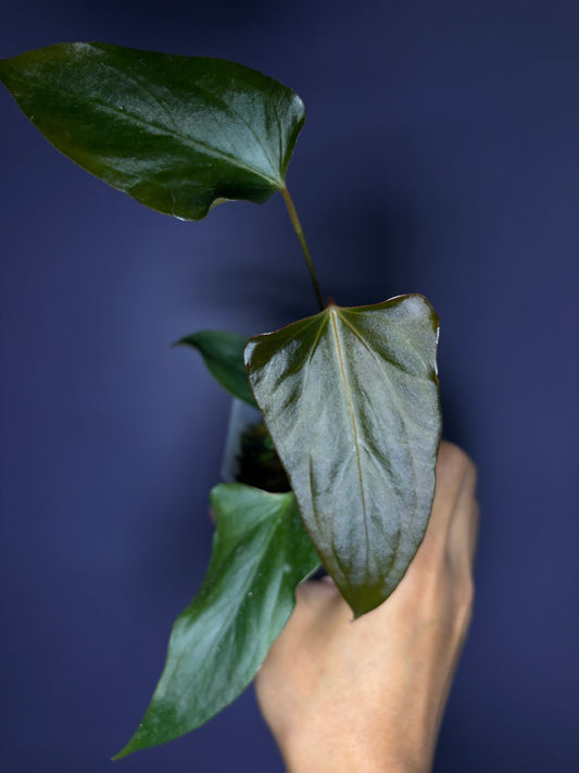 Anthurium ‘Black Sweet’ SF2