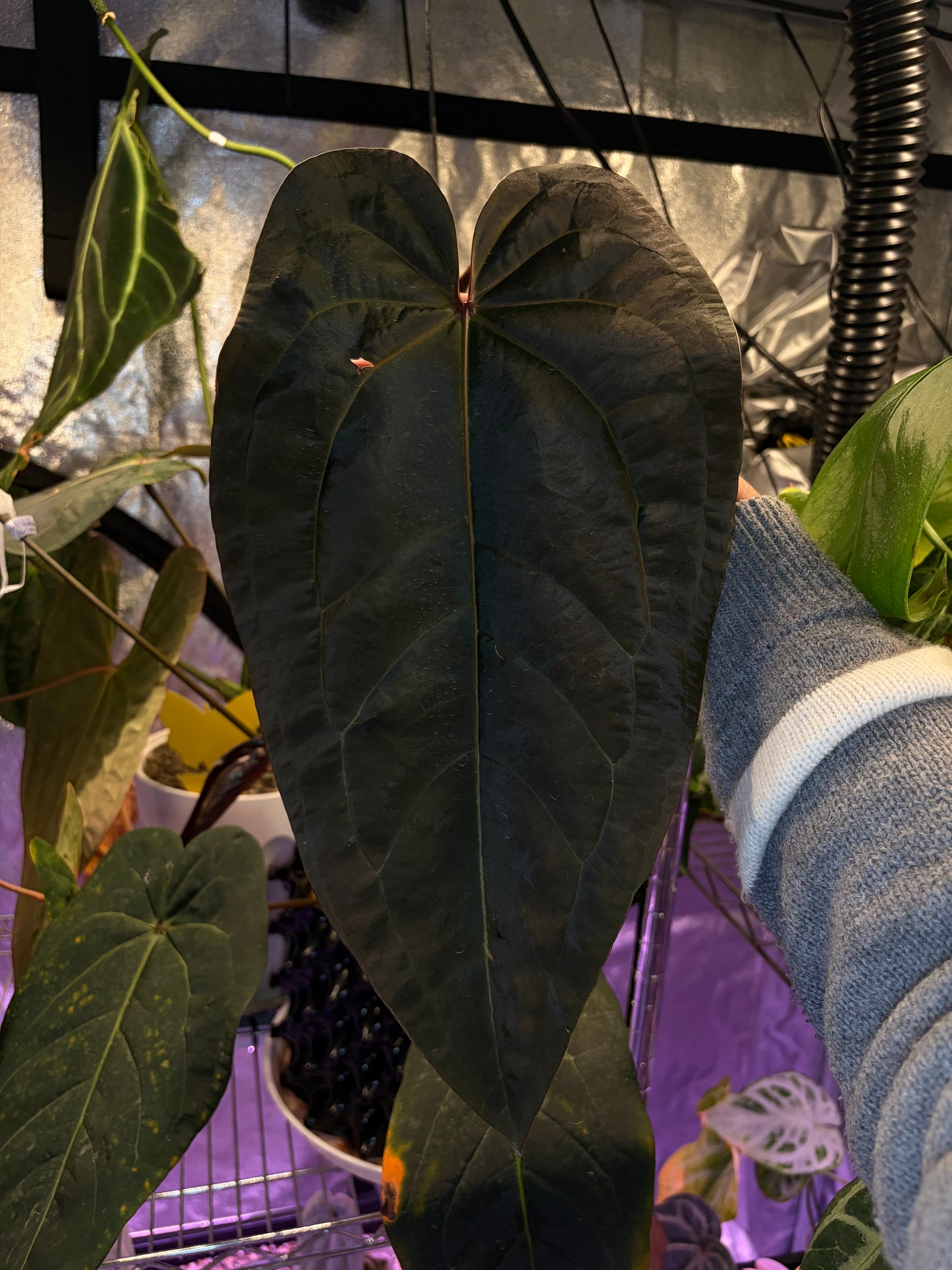 Anthurium Dark & handsome × Red velvet cake #2