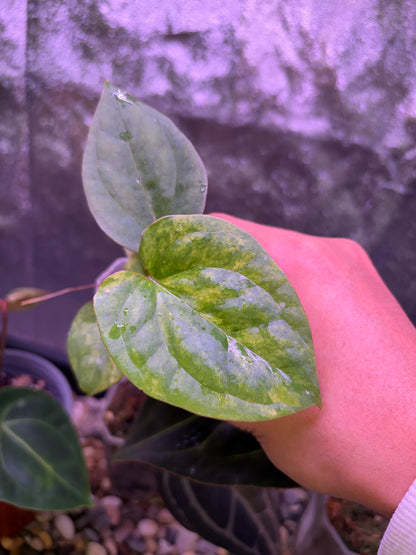 Anthurium papillilaminum var. × luxurians
