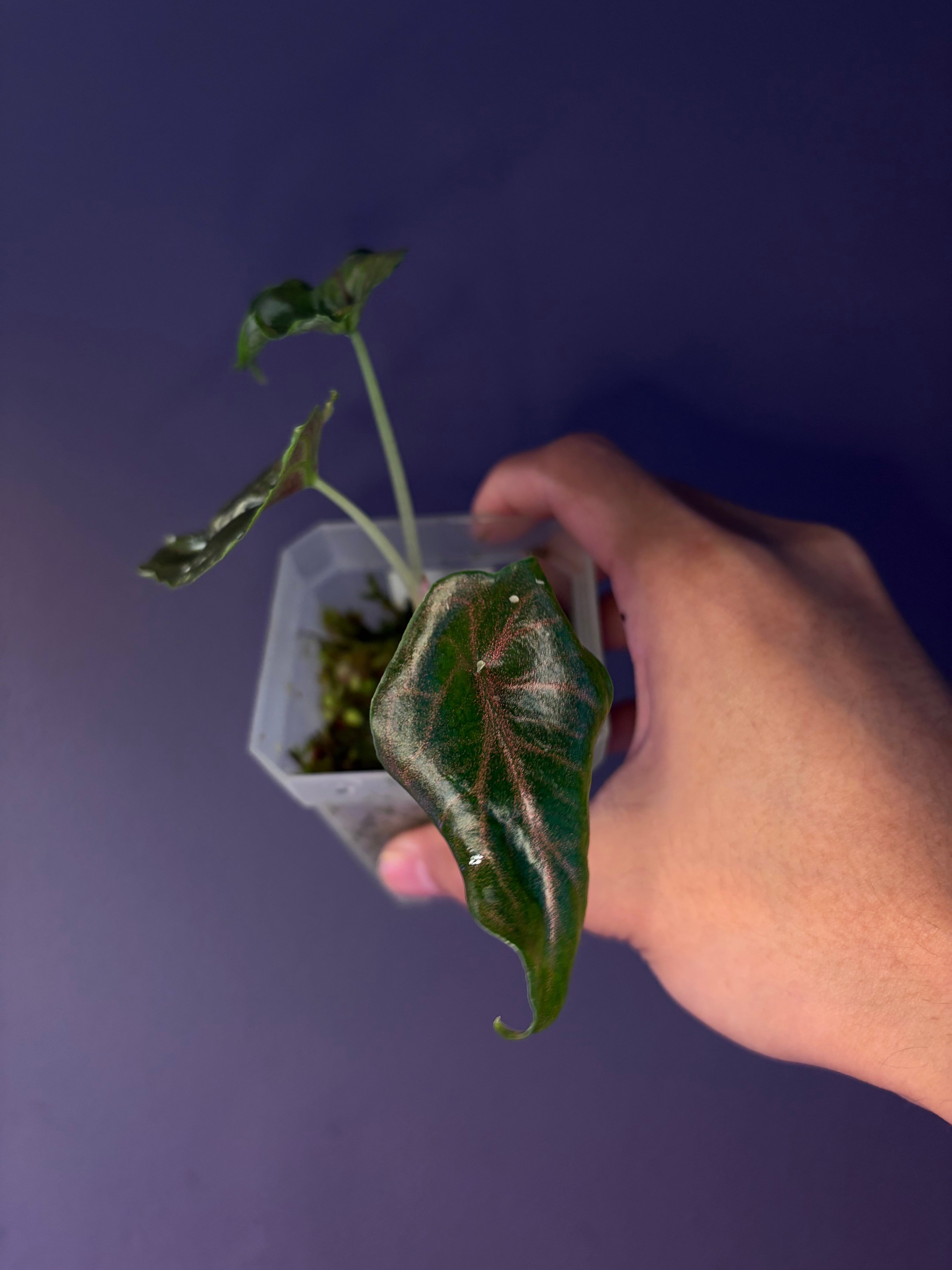 Alocasia Azlanii Aurea variegata – Secret Foliage