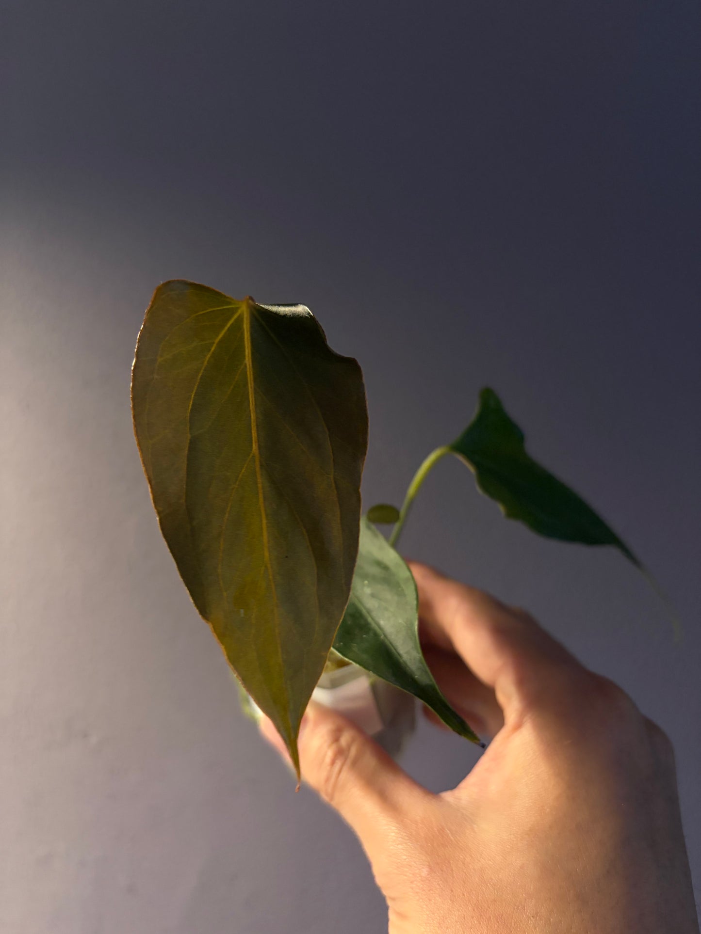 Anthurium ‘Black Sweet’ SF2