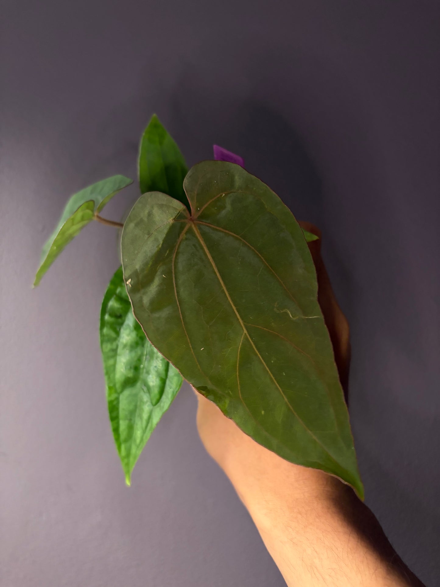 Anthurium dressleri RG × ‘Panamama 3.0’