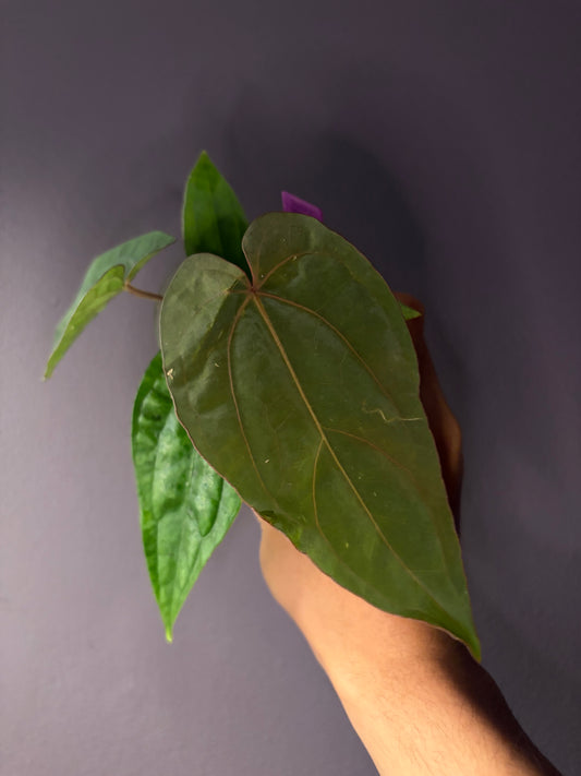 Anthurium dressleri RG × ‘Panamama 3.0’