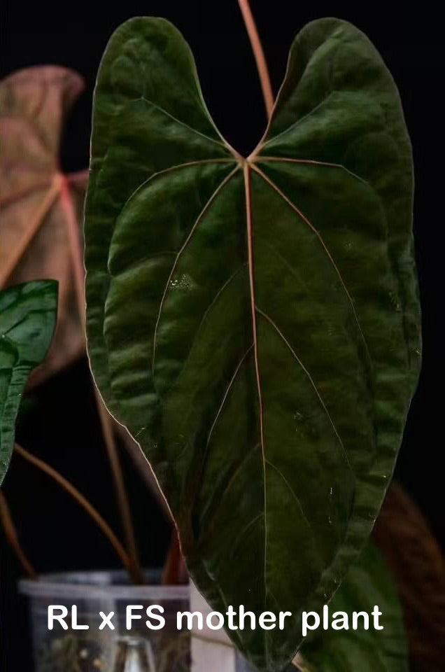 Anthurium (RL x FS) 'Rouge' x self – Secret Foliage