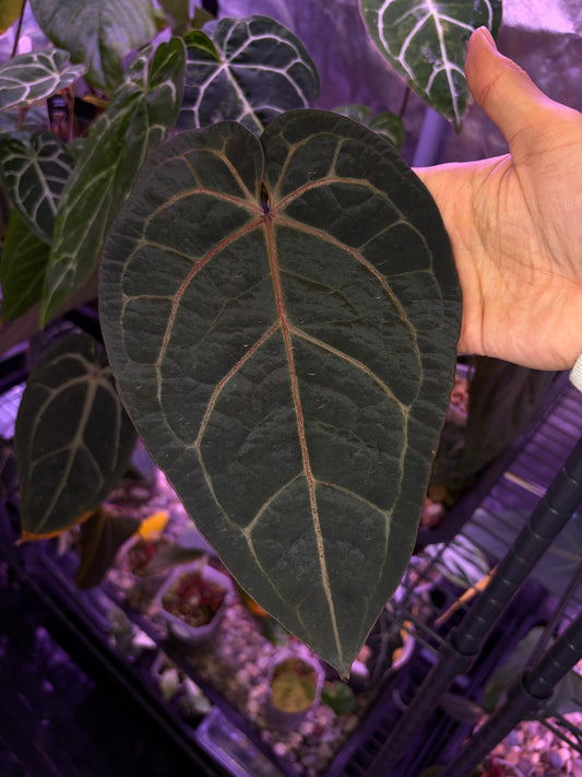 Docblock Red velvet cake ‘24’ × Home, sweet home ‘32’ (selected #3)