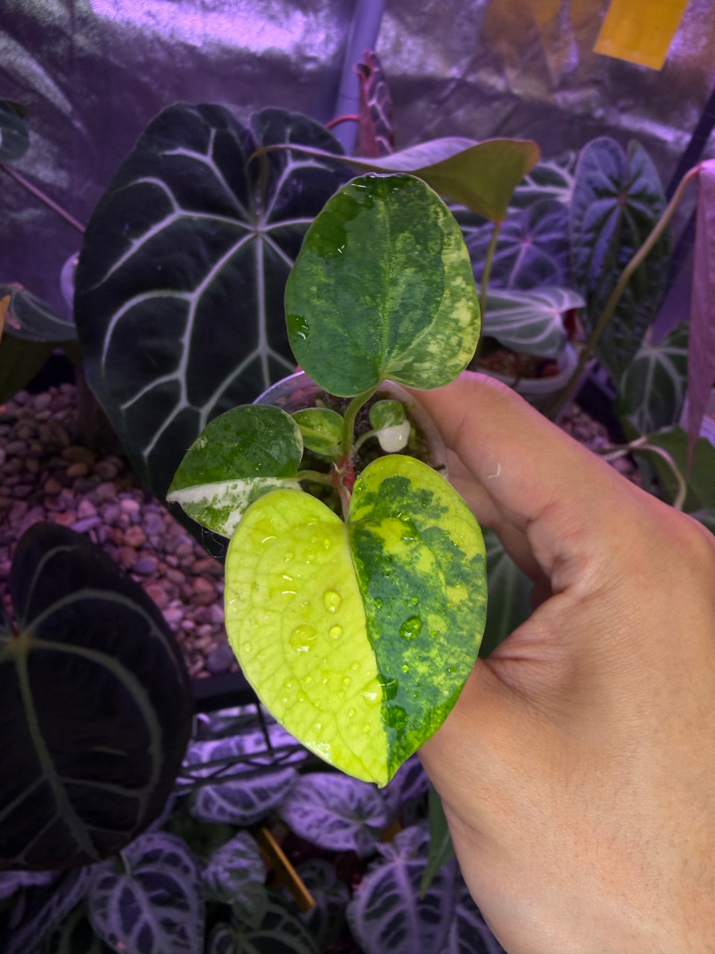 Anthurium ‘Rusty Long’ × ‘ace of spades (AOS)’