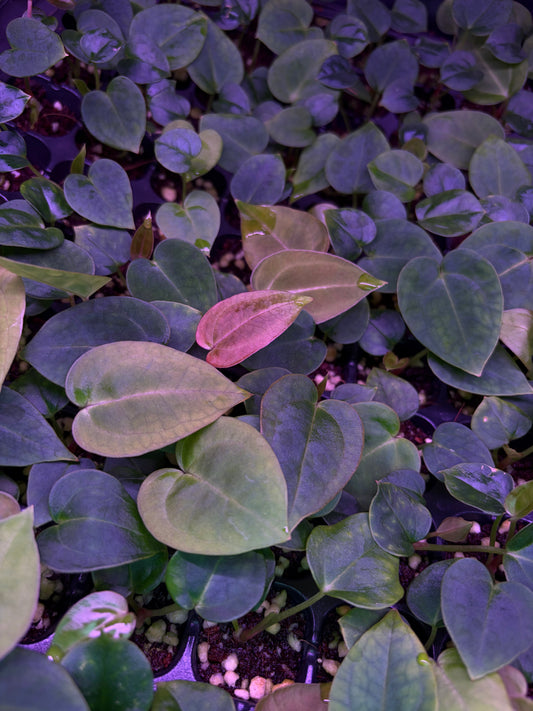Seedling: pap ('Blue' × 'Hulk Naomi') × carlablackiae #3