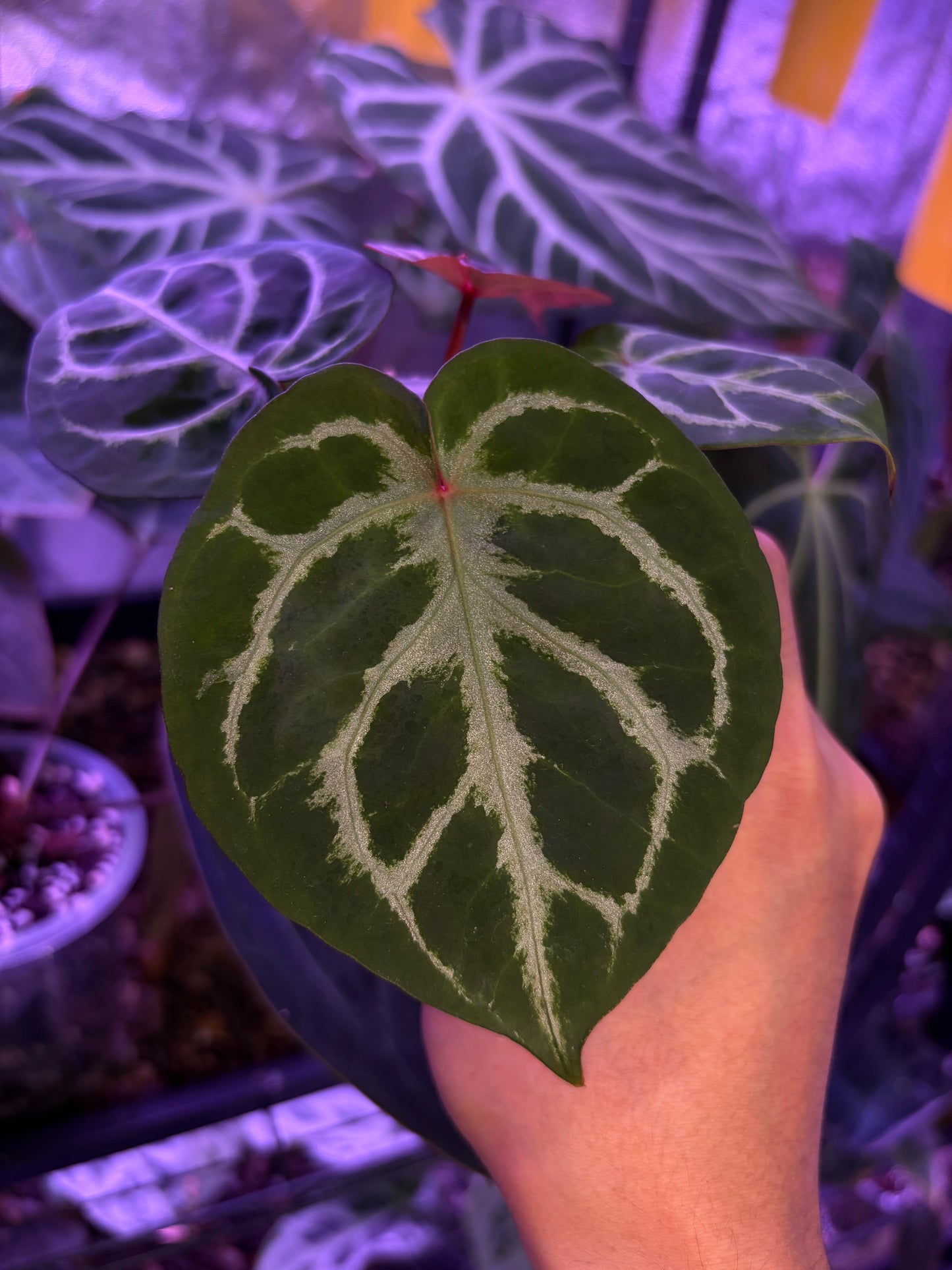 Anthurium Dorayaki × ‘Michelle’