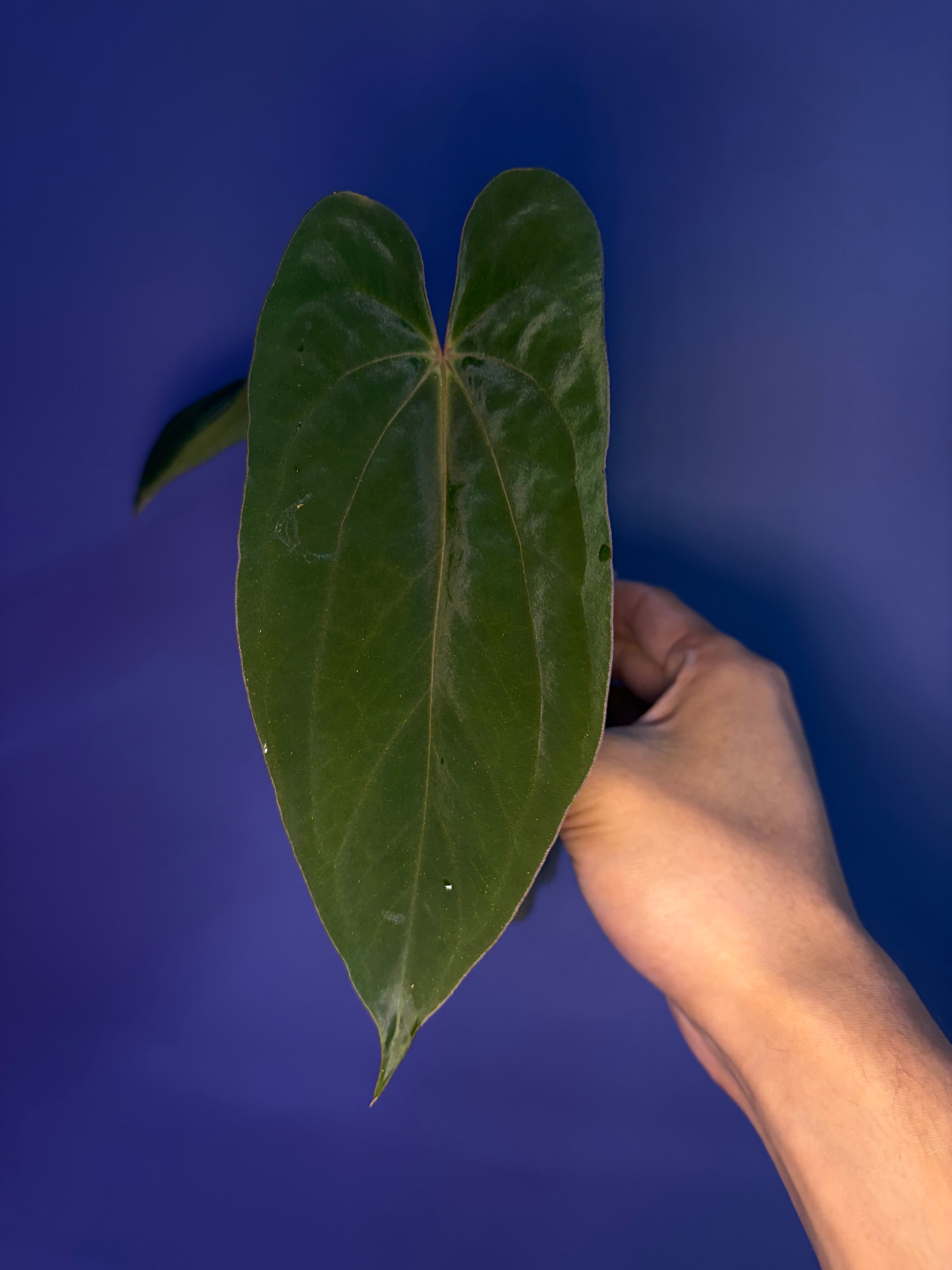 Anthurium ('Papi Ree Gardens' × 'Eastern Dressleri