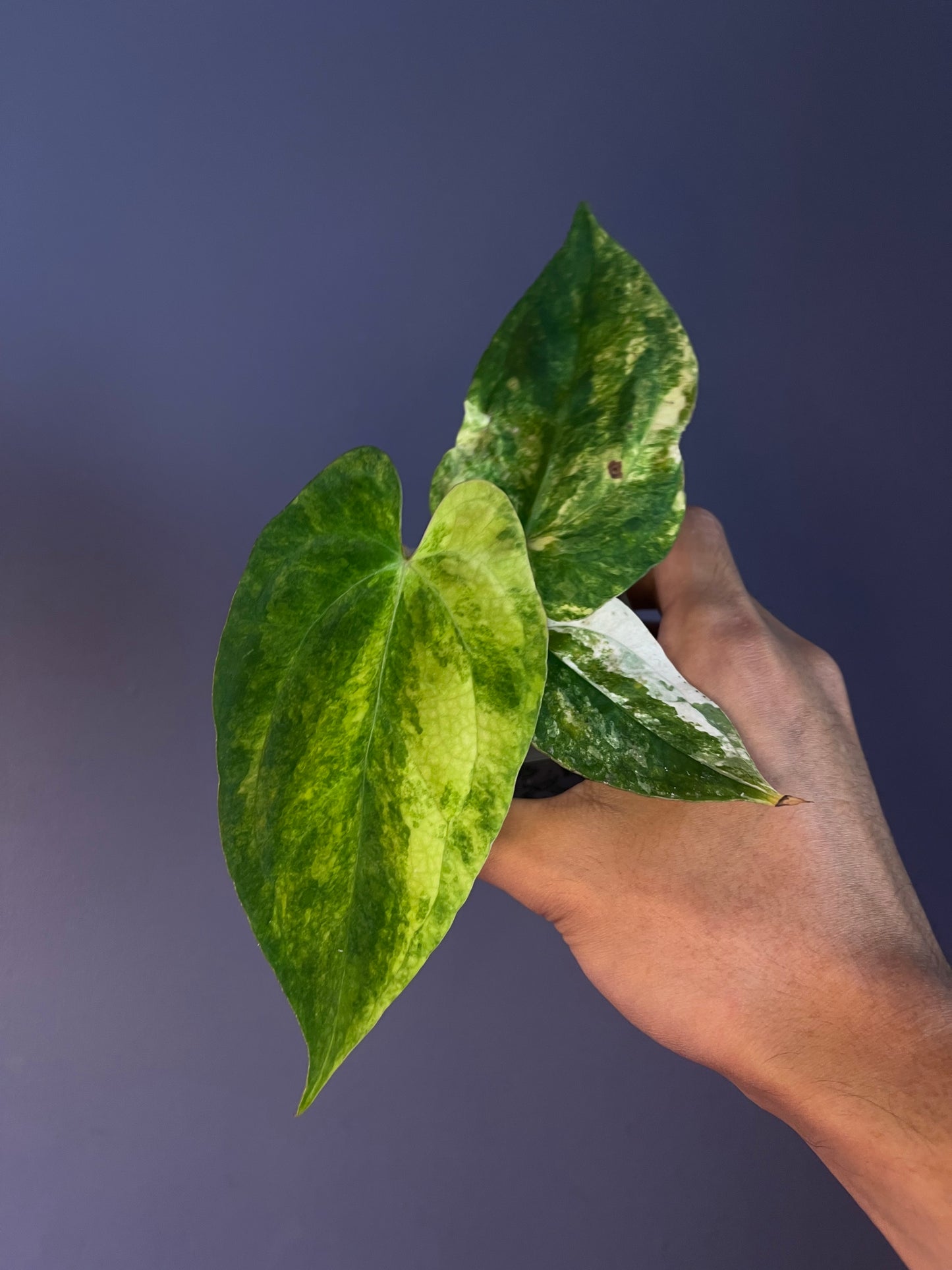 Anthurium papillilaminum var. x (Fort Sherman x Ralph Lynam)
