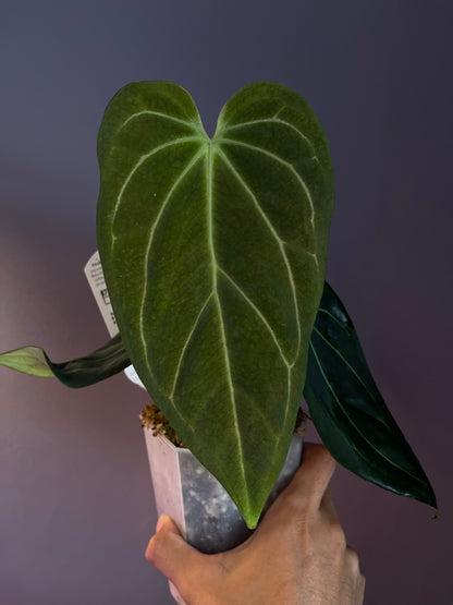 Docblock Anthurium ‘black widow’ ‘13’ × ‘43’ #1