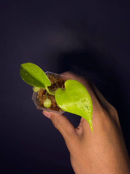 Monstera Deliciosa ‘yellow yellow yellow’/Lime LY