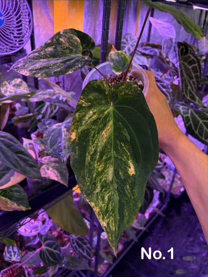 Anthurium papillilaminum var. × ‘BVEP’ [Tezula] - mother plant