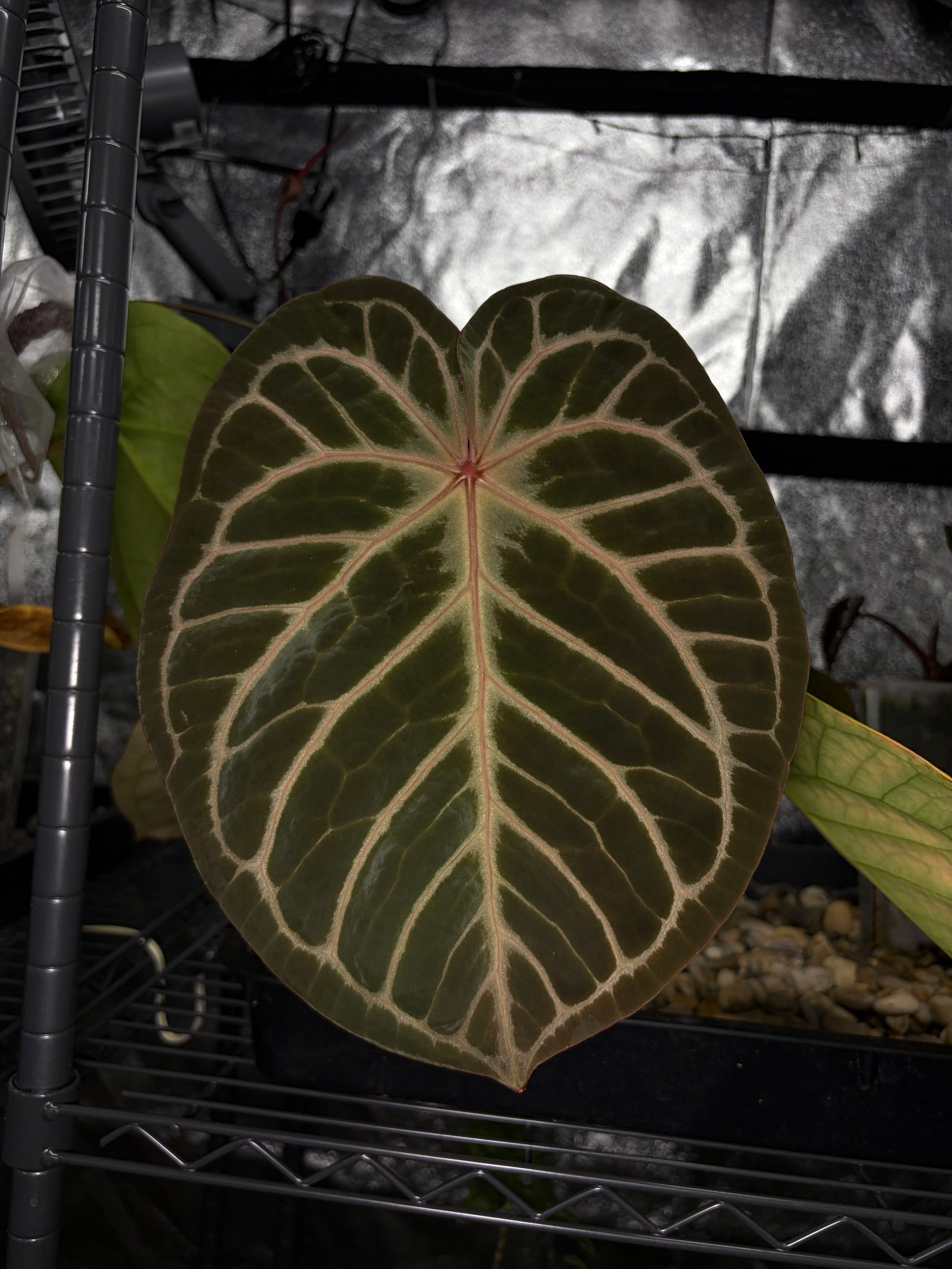 anthurium crystallinum new leaf Anthurium crystallinum #5 ('Black' × 'Red') – Secret Foliage