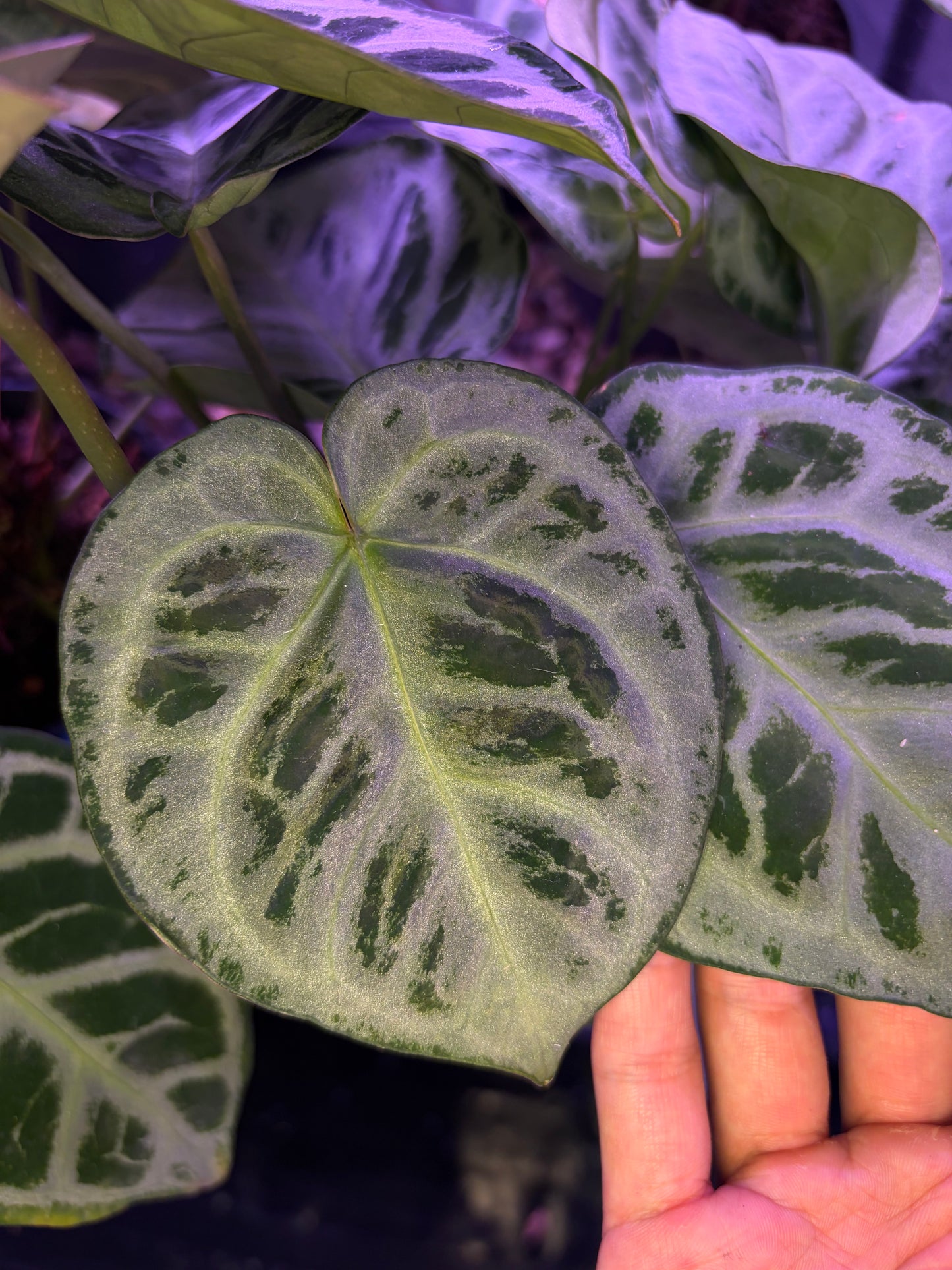 Anthurium ‘Super silver’ hybrid