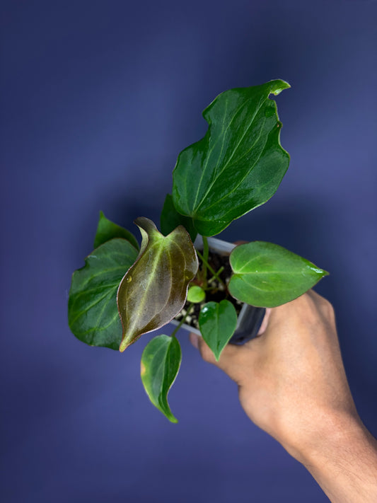 Anthurium King of Spades (KOS)/HU mutated