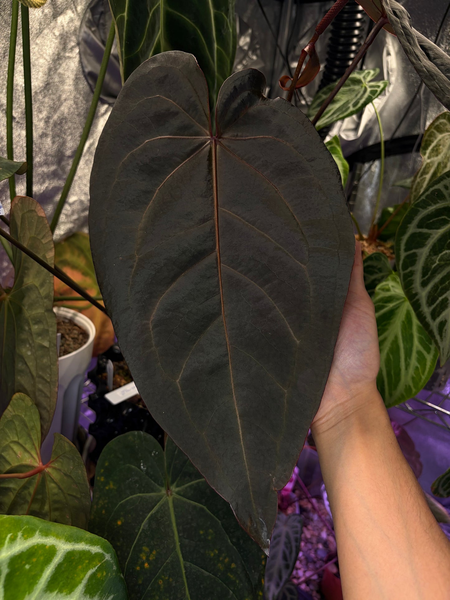 Anthurium Dark & handsome × Red velvet cake #2