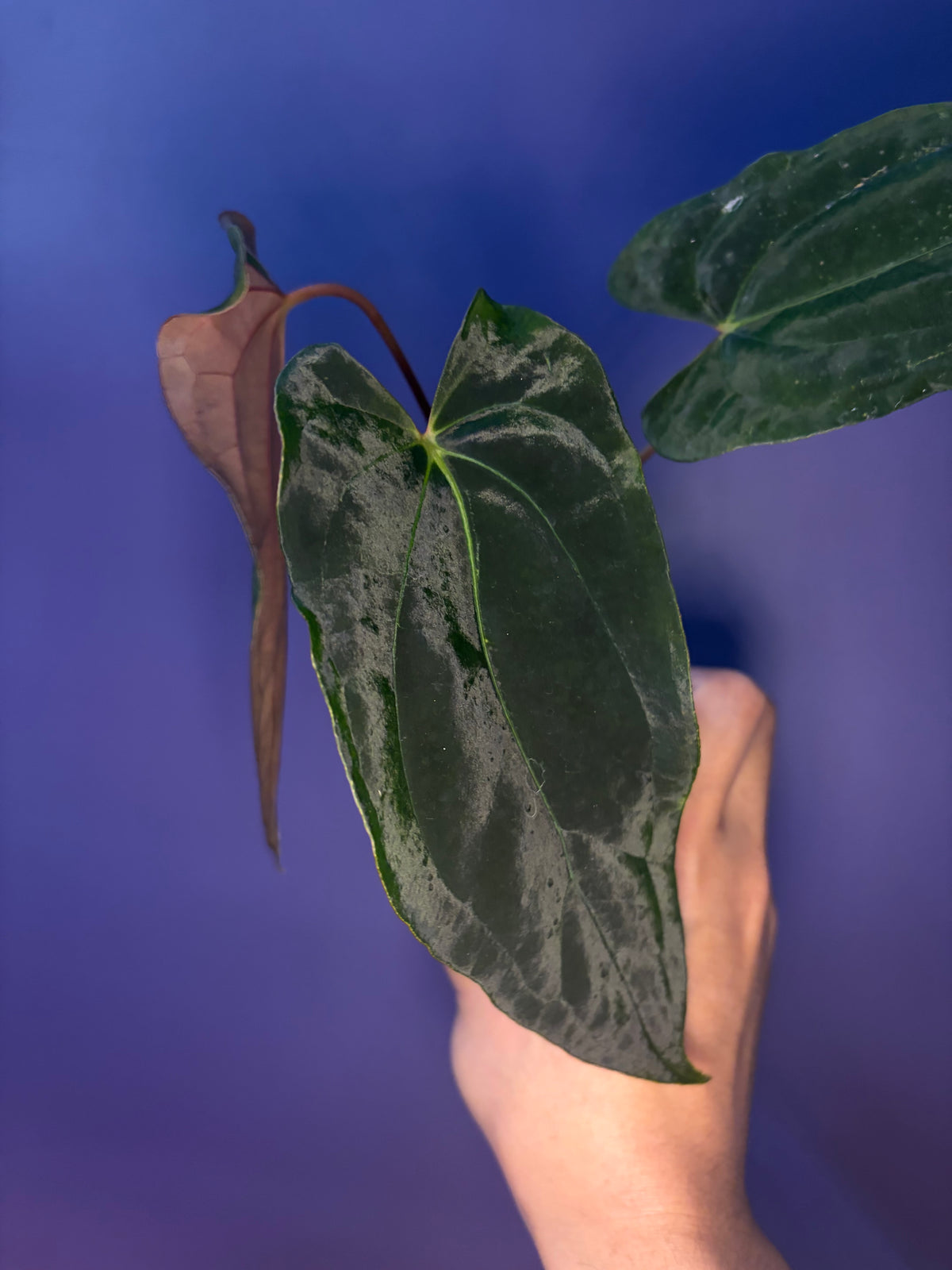 Anthurium Papillilaminum 'Ralph Lynam' × 'Fort Sherman' (RL × FS) (Dwa ...