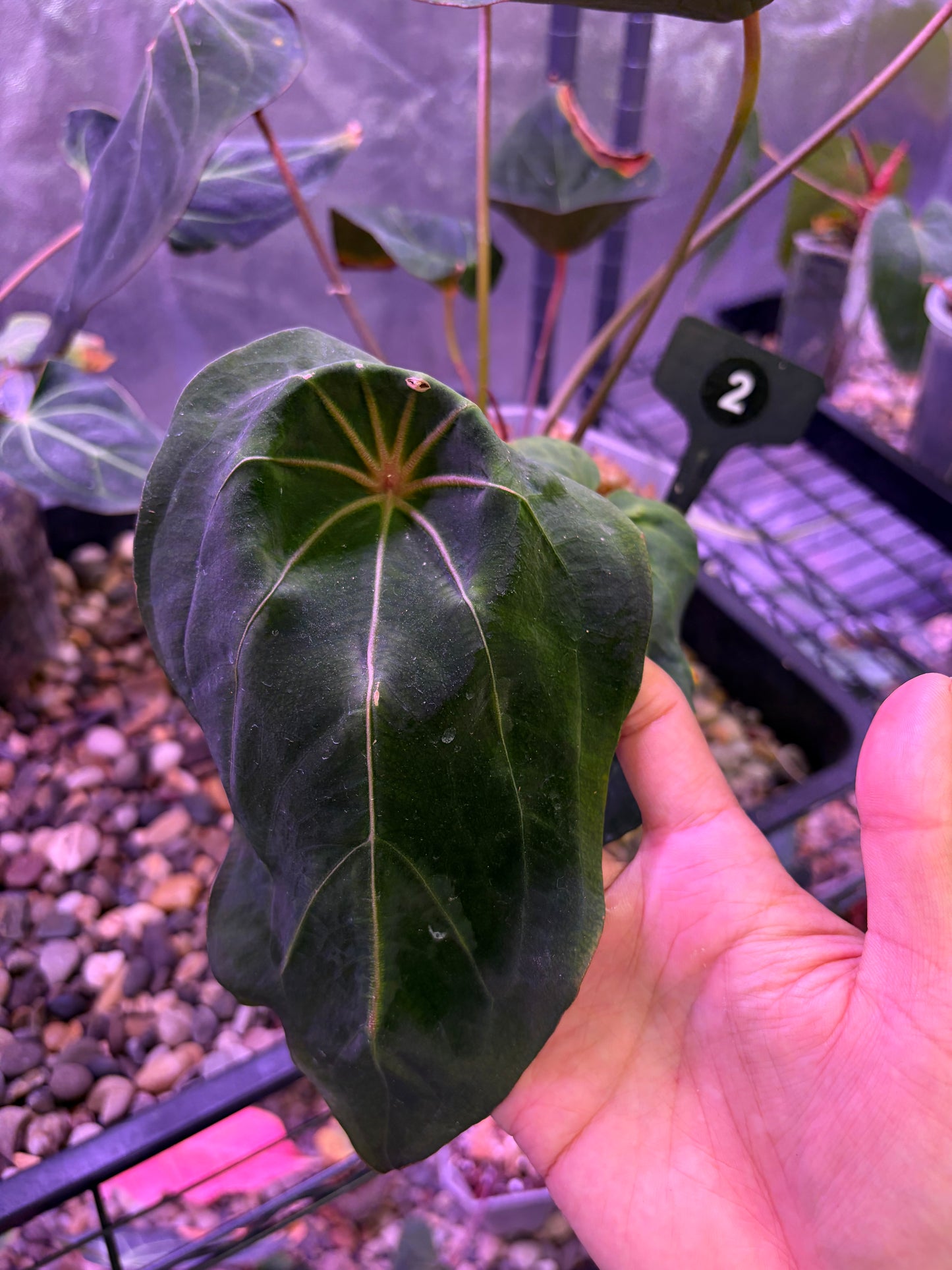 Anthurium Red Spider