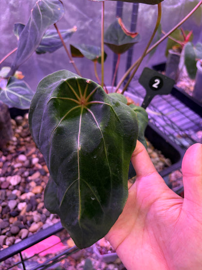 Anthurium Red Spider