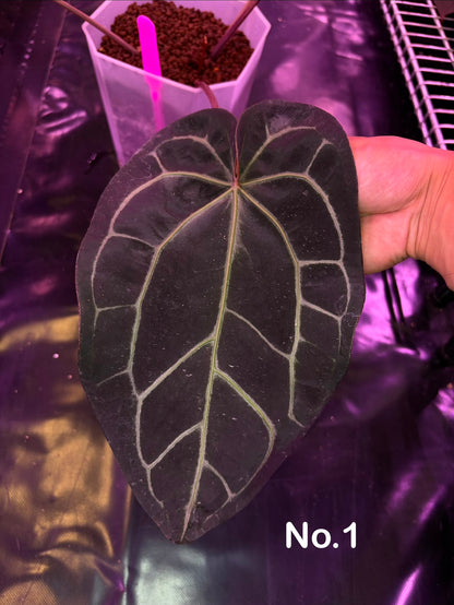 Docblock 'Zara' 29 × ('Michelle' × 'Zara') 28) - mother plant