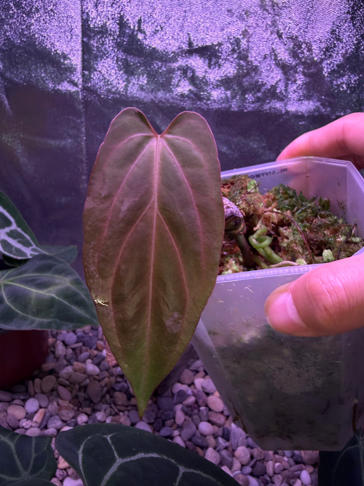 Anthurium papillilaminum ‘Fort Sherman’ × carlablackiae