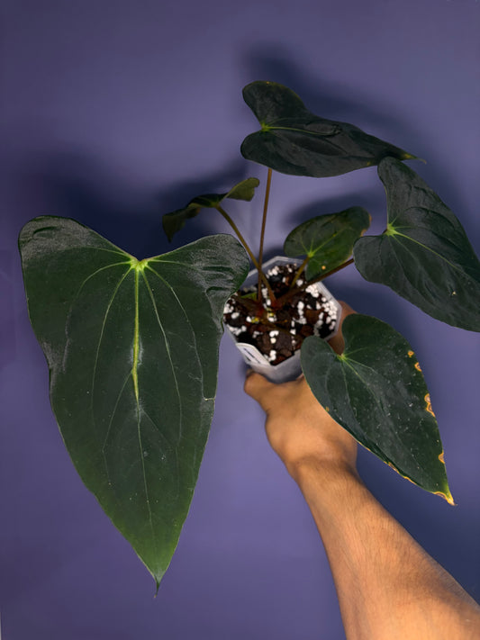 Anthurium papillilaminum ‘Vanderbilt’ - clone