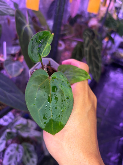 Anthurium Red Spider × self variegata