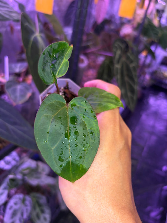 Anthurium Red Spider × self variegata