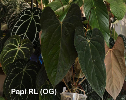 Anthurium subsignatum velvet × papillilaminum ‘Ralph Lynam’