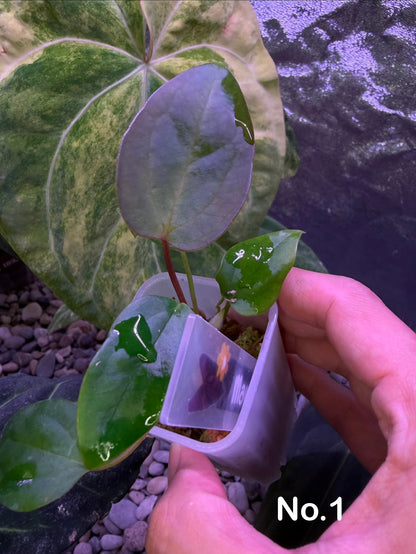 Anthurium rioclarense wild hybrid × Pap ‘RL × FS’ ‘Rouge’