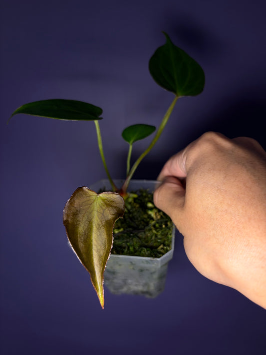 Anthurium King of Spades (KOS)/HU mutated