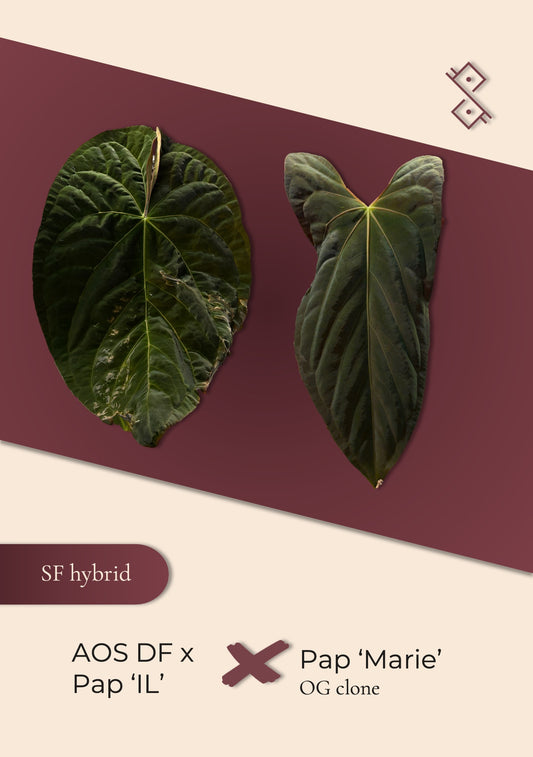 Seedling: (AOS ‘DF’ × Pap ‘IL’) × Pap ‘Marie’
