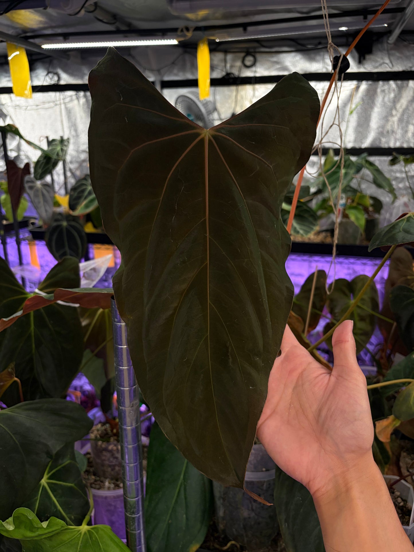 Anthurium papillilaminum ‘Ralph Lynam’ OG Clone