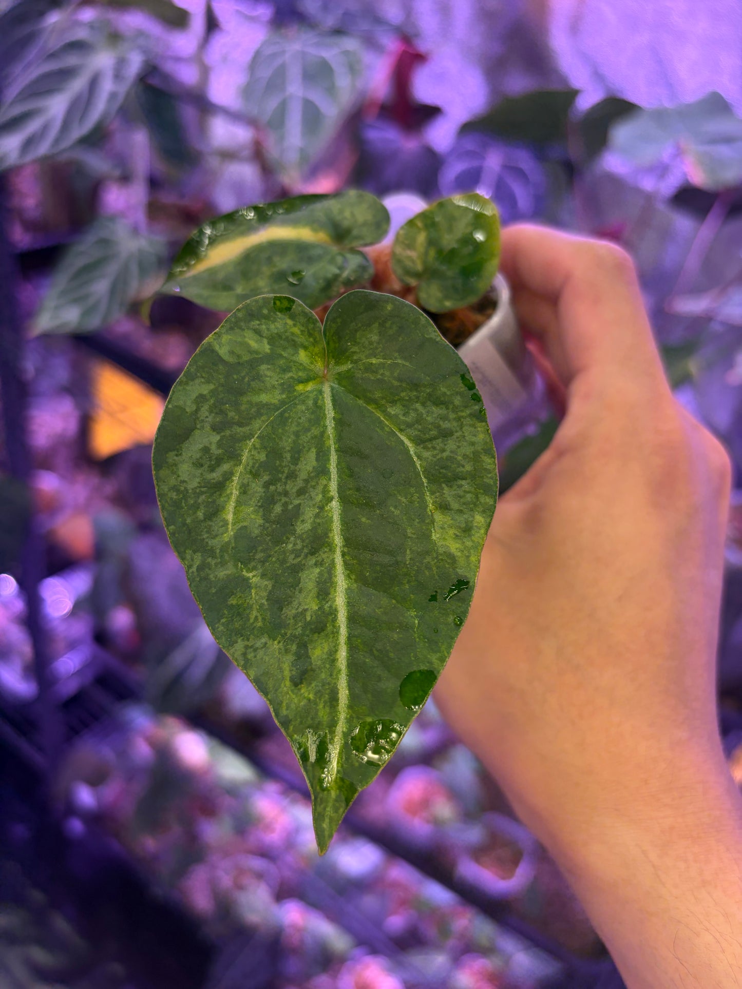 Anthurium forgetii ‘Australia’ var. × (‘Zara × Michelle’)