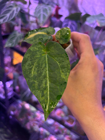 Anthurium forgetii ‘Australia’ var. × (‘Zara × Michelle’)