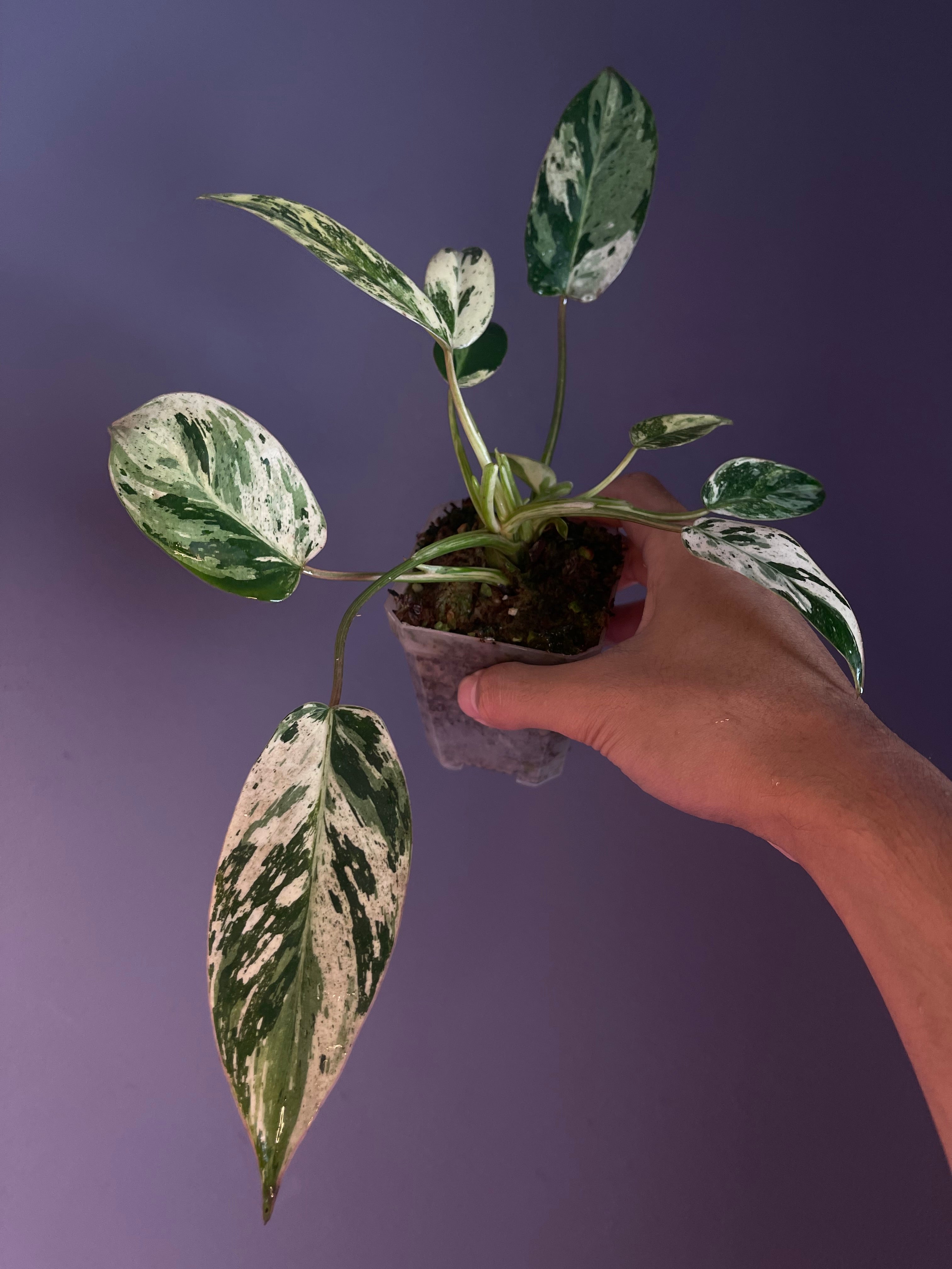 Philodendron – Secret Foliage