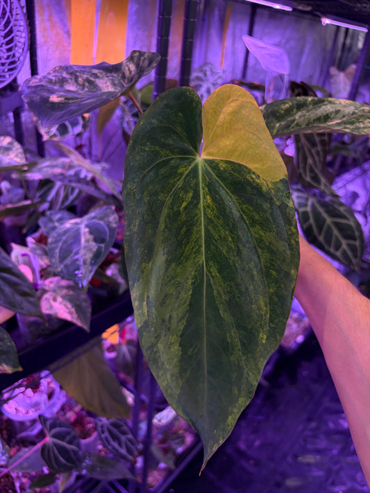 Anthurium papillilaminum var. × ‘BVEP’ [Tezula] - mother plant