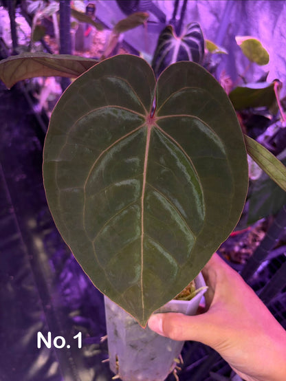 Anthurium hoffmannii ‘Bloodmoon’