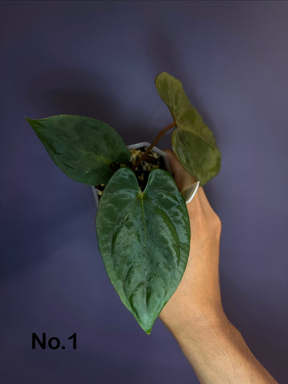 Anthurium Panamama 3.0 - clone