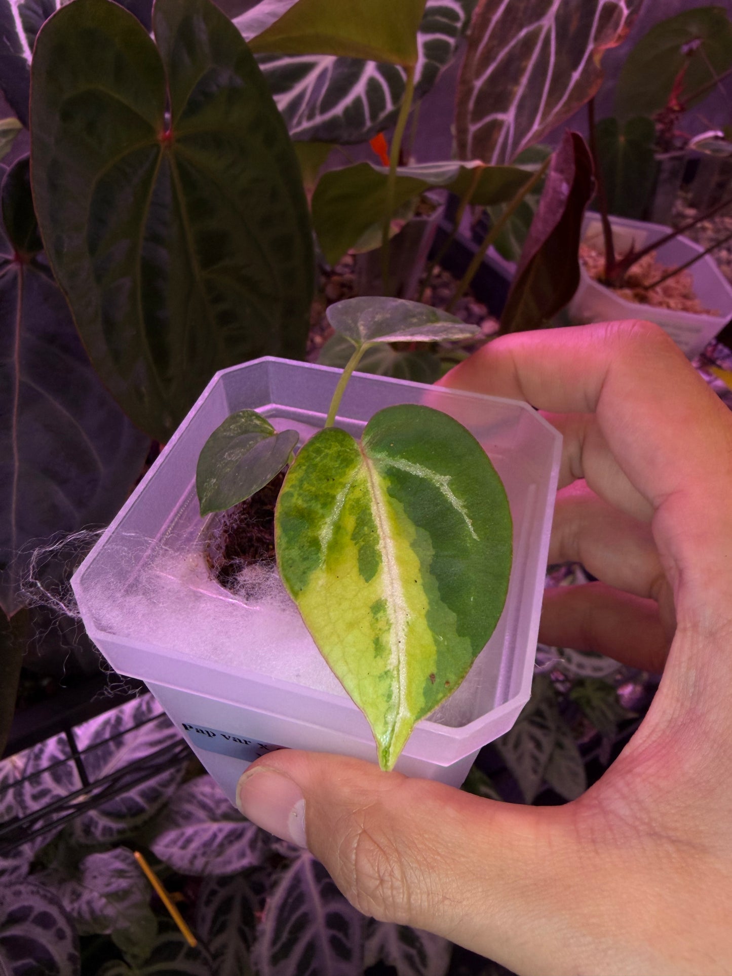 Anthurium papillilaminum var. × (‘Red Crystallinum’ [Tezula] × ‘Zara’)